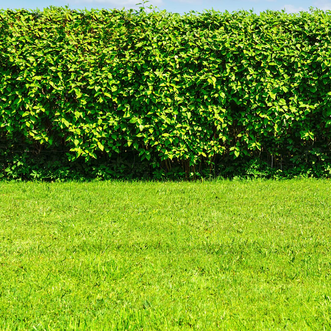 TREES & SHRUBS – Lumpys Nursery & Landscape Yard