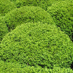 Load image into Gallery viewer, Buxus Japonica 140mm 
