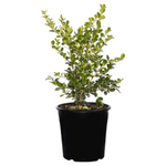 Load image into Gallery viewer, Buxus Japonica 140mm 

