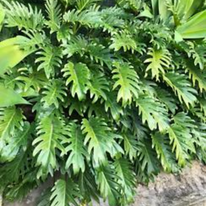 Philodendron Xanadu 200mm