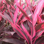 Load image into Gallery viewer, Cordyline Rubra 200mm
