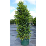 Load image into Gallery viewer, Syzygium Backyard Bliss 300