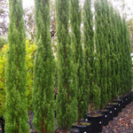 Load image into Gallery viewer, Cupressus Semp Glauca 200
