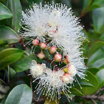 Load image into Gallery viewer, Syzygium Resilience 200mm