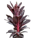 Load image into Gallery viewer, Cordyline Firebrand 200mm
