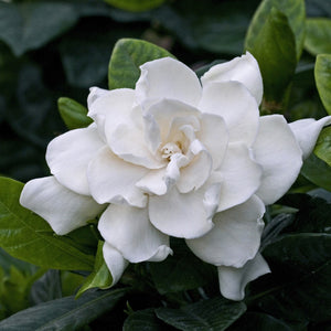 Gardenia Augusta Magnifica 180mm