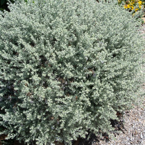 Westringia Fruticosa Grey Box 140mm