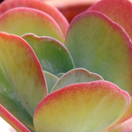 Load image into Gallery viewer, Kalanchoe Flap Jack 140mm