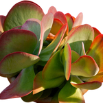Load image into Gallery viewer, Kalanchoe Flap Jack 140mm