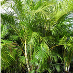 Load image into Gallery viewer, Dypsis Lutescens  Golden Cane Palm 250mm