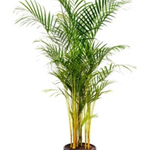 Load image into Gallery viewer, Dypsis Lutescens  Golden Cane Palm 250mm