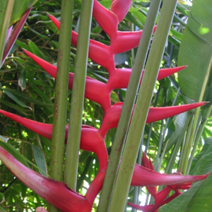 Heliconia Hot Rio Nights 400mm