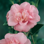Load image into Gallery viewer, Camellia Jennifer Susan 140mm

