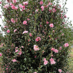Load image into Gallery viewer, Camellia Jennifer Susan 140mm
