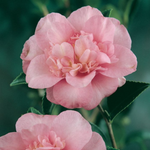 Load image into Gallery viewer, Camellia Jennifer Susan 200mm