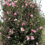 Load image into Gallery viewer, Camellia Jennifer Susan 200mm