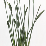 Load image into Gallery viewer, Strelitzia Parvifolia Var Juncea 200mm