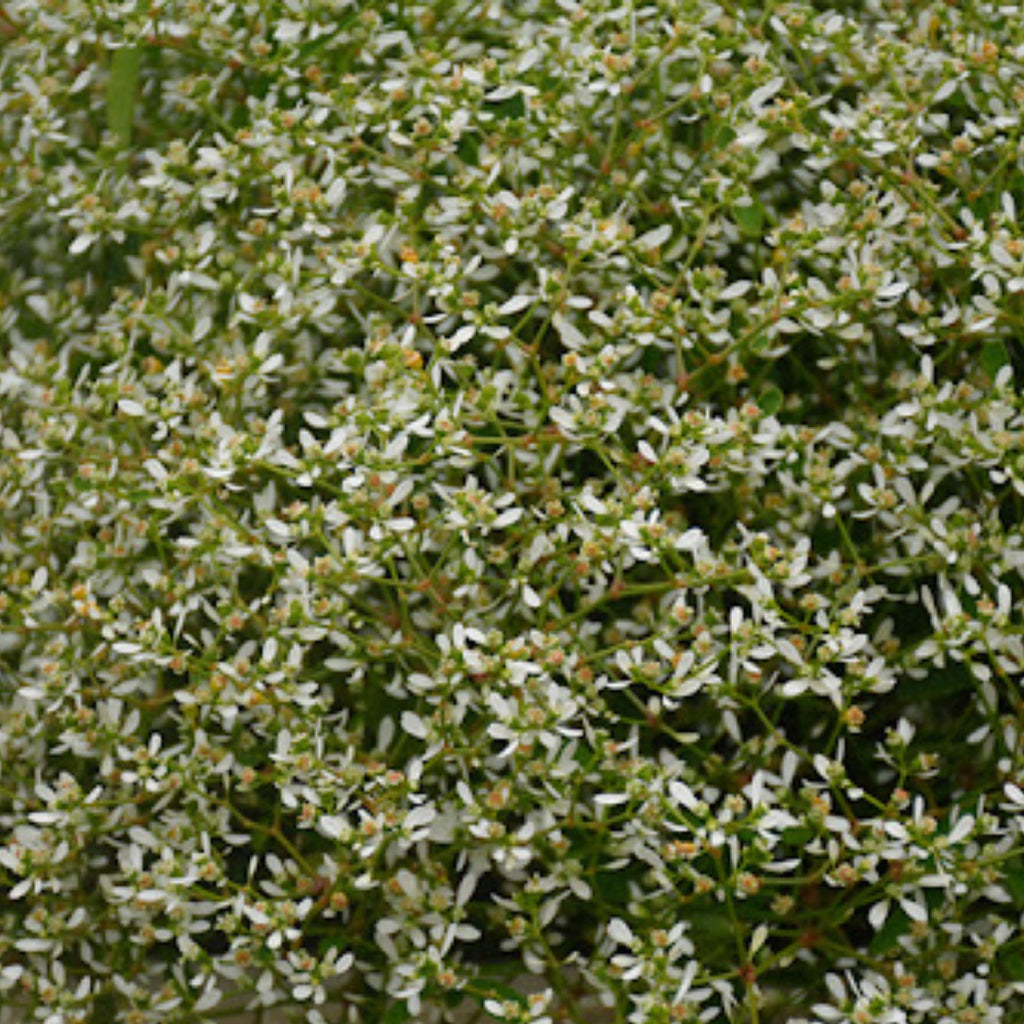 Euphorbia Stardust White Sparkles 1401mm