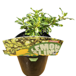 Load image into Gallery viewer, Coprosma Lemon Lime 140mm
