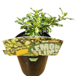 Load image into Gallery viewer, Coprosma Lemon Lime 140mm
