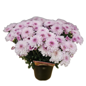 Chrysanthemum Soft Pink 140mm