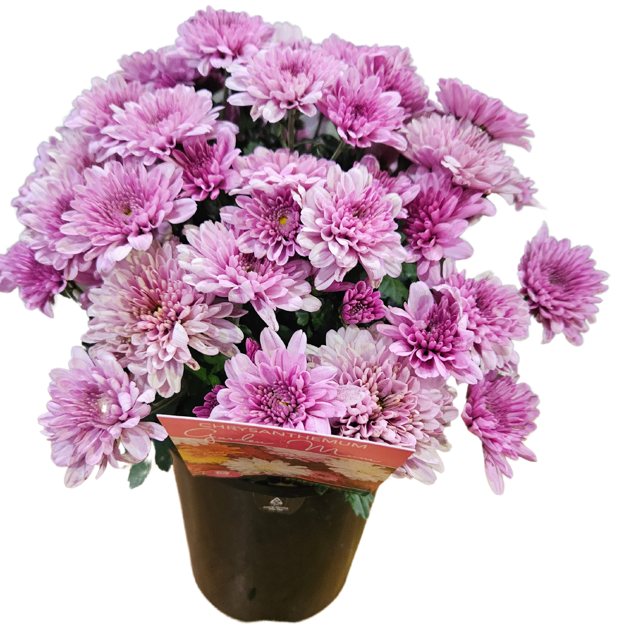 Chrysanthemum Dark Pink 140mm