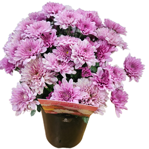 Chrysanthemum Dark Pink 140mm