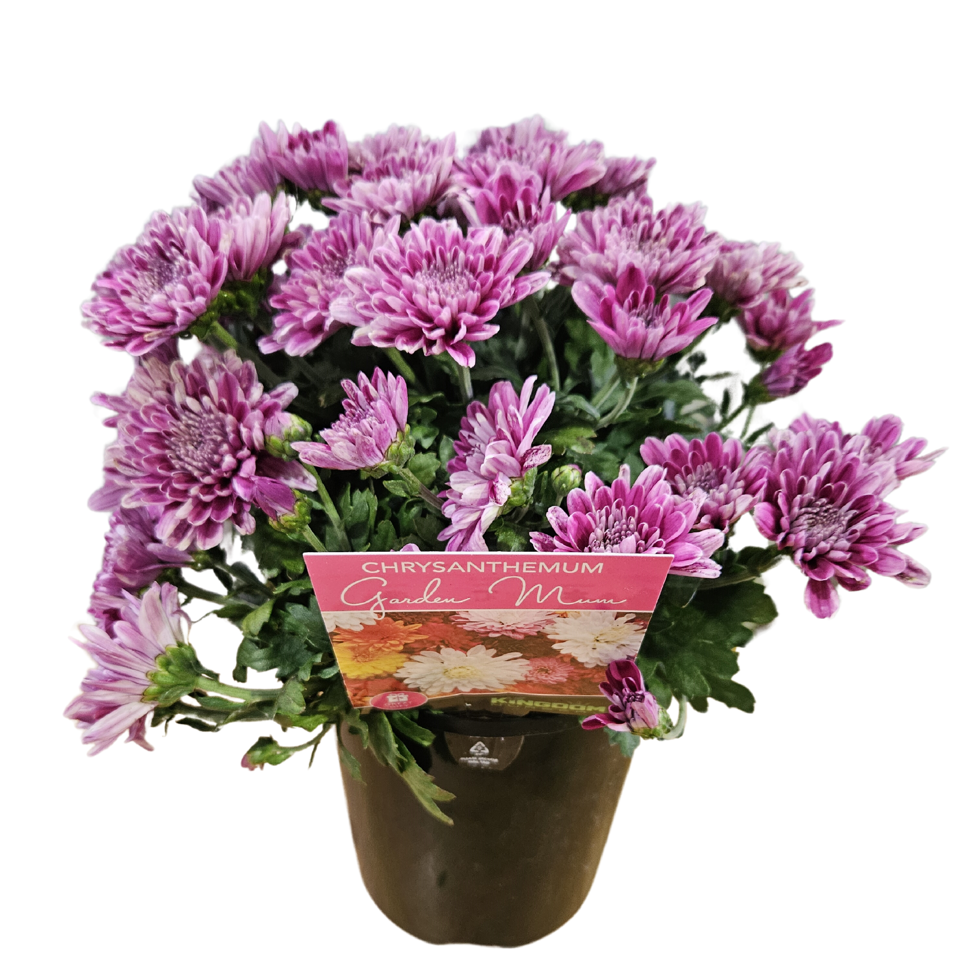 Chrysanthemum Violet 140mm