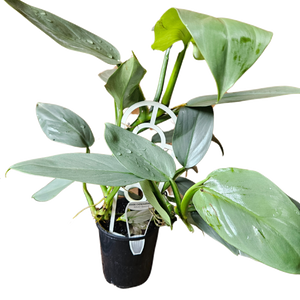 Philodendron Hastatum Silver Sword 125mm