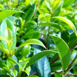 Load image into Gallery viewer, Syzygium Screen It Std 250mm