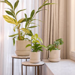 Load image into Gallery viewer, Northcote Pottery Hana Egg Pot With Saucer Ecru 22x25cm