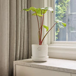 Load image into Gallery viewer, Northcote Pottery Hana Egg Pot With Saucer White 14x14cm