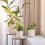 Load image into Gallery viewer, Northcote Pottery Hana Egg Pot With Saucer White 14x14cm