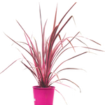 Load image into Gallery viewer, Cordyline Australis Electric Pink 200mm