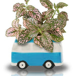 Load image into Gallery viewer, Fothergills Minivan Grow Kit Blue