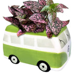 Load image into Gallery viewer, Fothergills Minivan Grow Kit Green