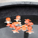 Load image into Gallery viewer, Floating Orange Gold Fish 5x3x7cm