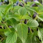 Load image into Gallery viewer, Sage Pineapple 100mm