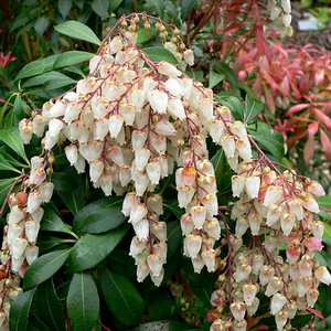 Pieris Japonica - the perfect addition to your garden