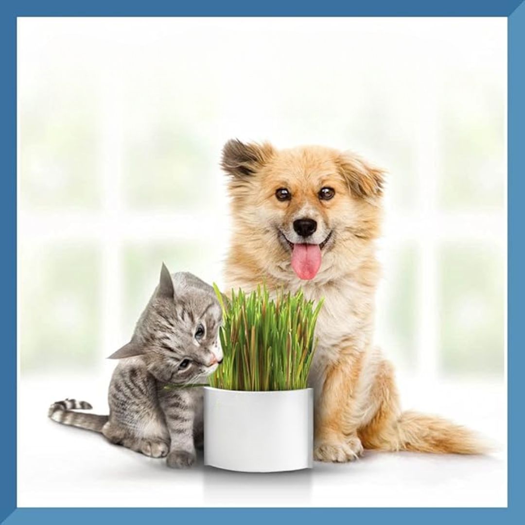 Searching for the best indoor plants safe for Cats and Dogs? 🌿🐾