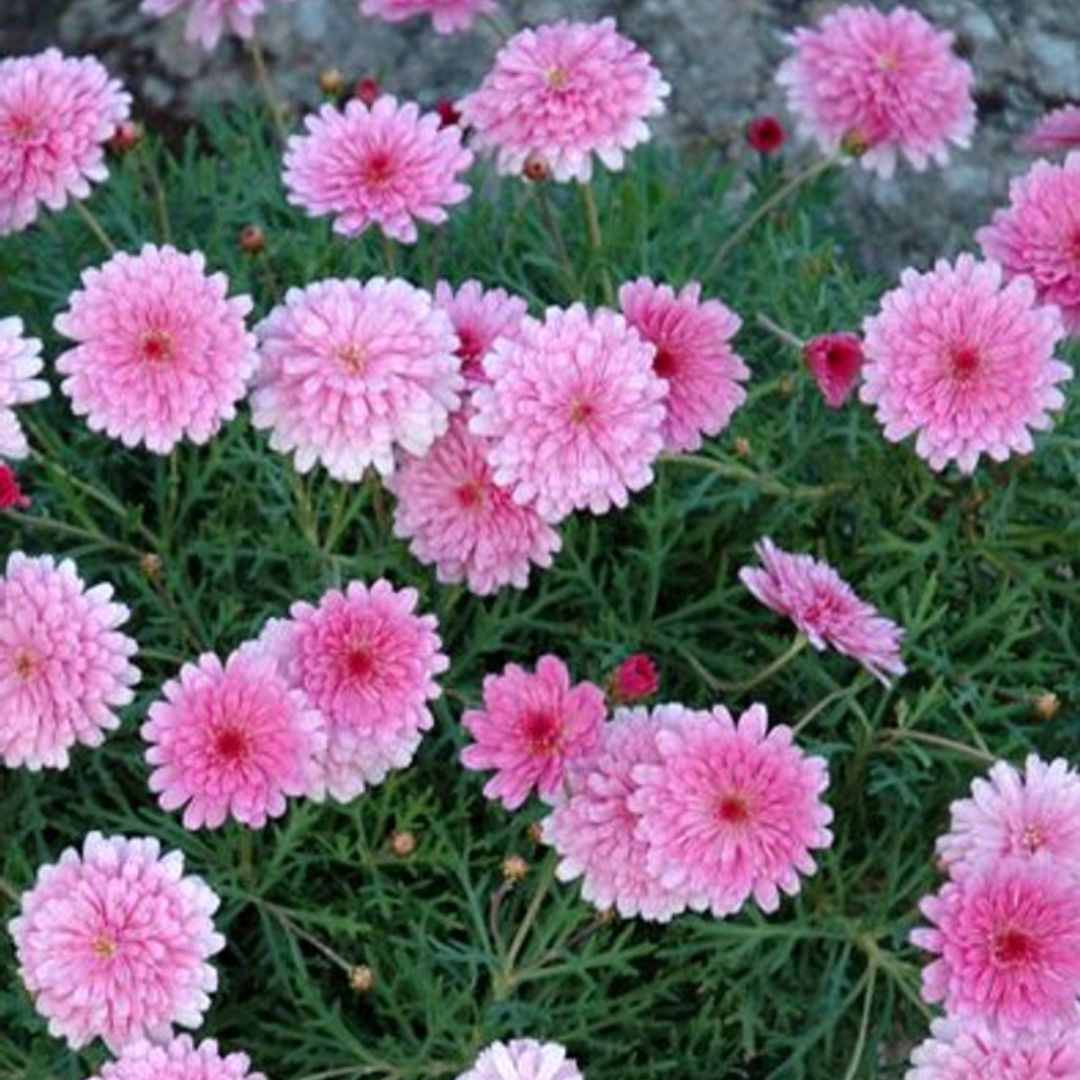 🌸 Daisy Delights: Argyranthemum ‘Double Pink’ & a Song That Stands the Test of Time