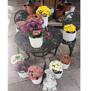 🌼 Chrysanthemum Garden Mums – A Burst of Autumn Colour! 🌼