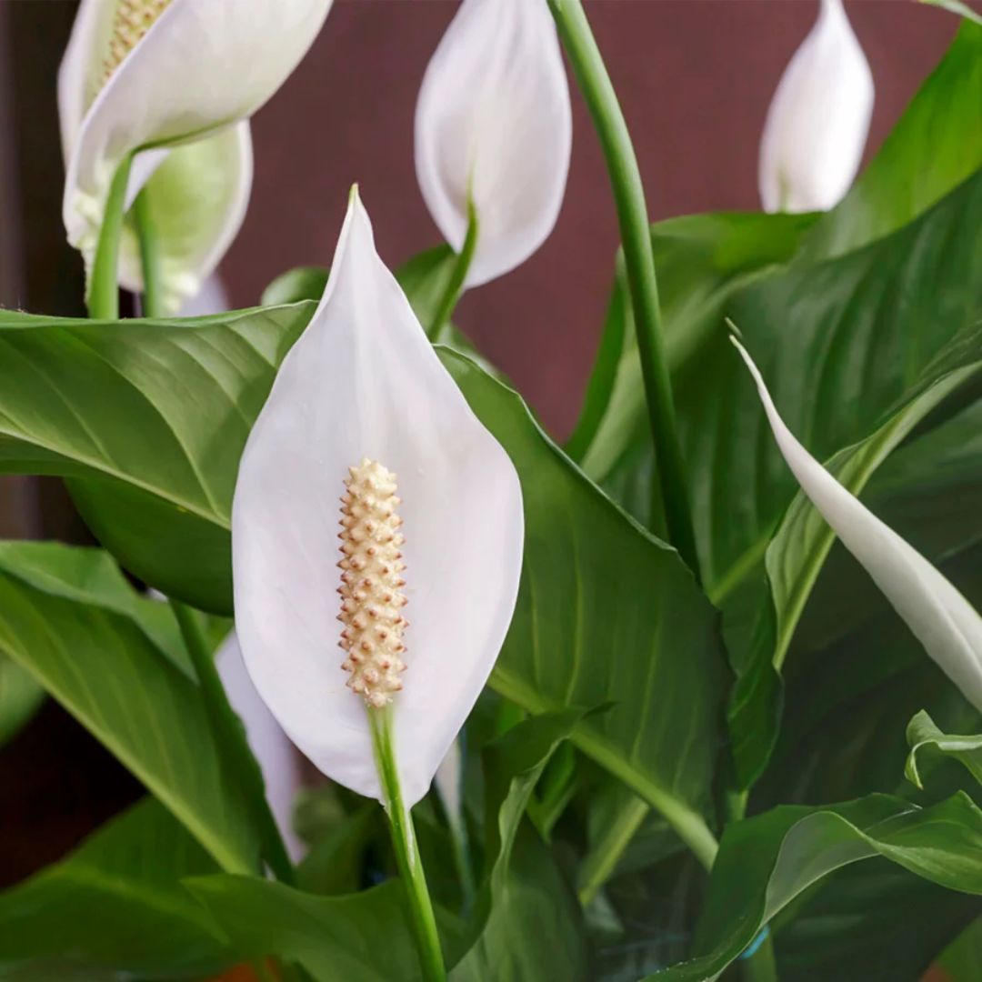 🌿 Everything You’ll Love About the Spathiphyllum ‘Cupido’ White