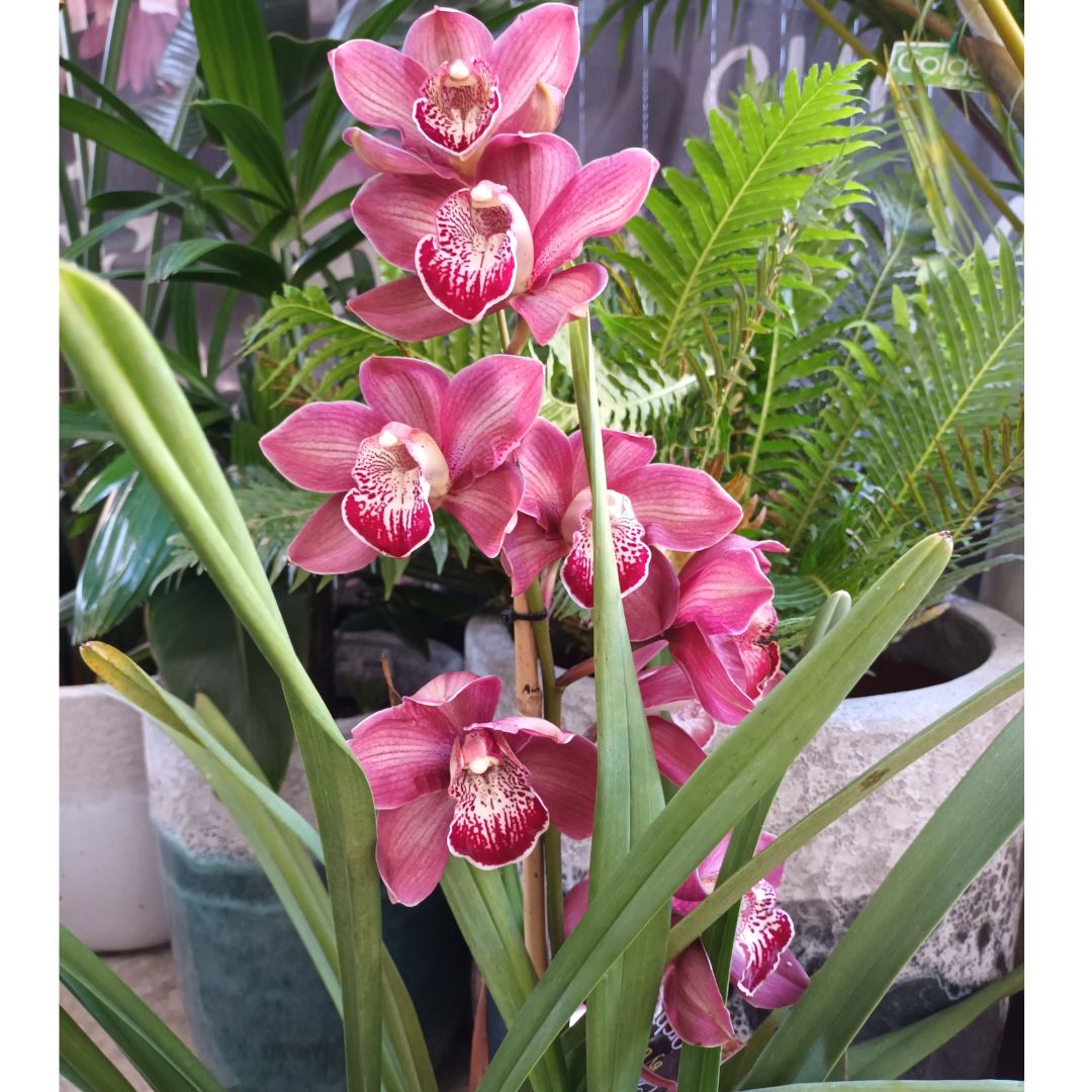 🌸 Your Guide to Growing Cymbidium Orchids at Home 🌸