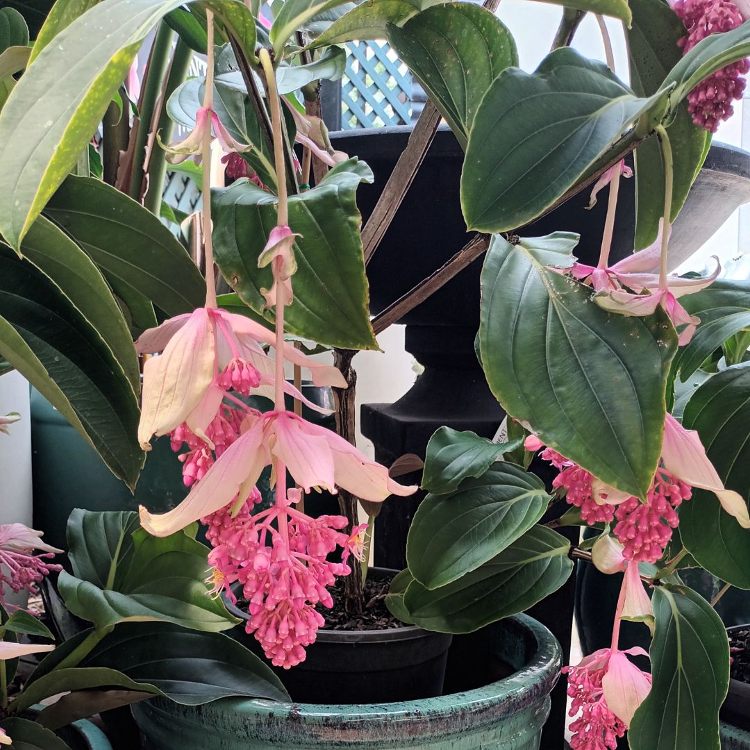 Medinilla Magnifica, known as "The Most Beautiful of the Medinillas"
