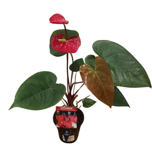 🌺 Meet the Anthurium: Your Low-Maintenance, Flower-Power Houseplant! 🌼