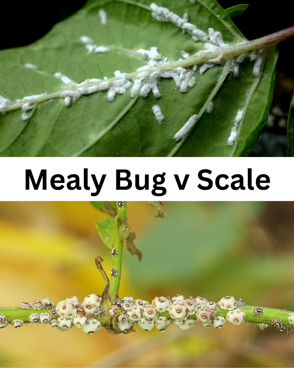 Mealybug vs Scale: What’s Eating Your Plants? – Lumpys Nursery ...