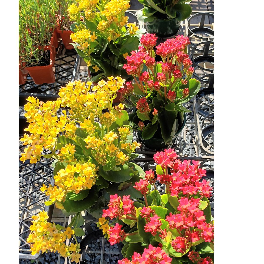 🌸 Kalanchoe: The Ultimate Winter Plant