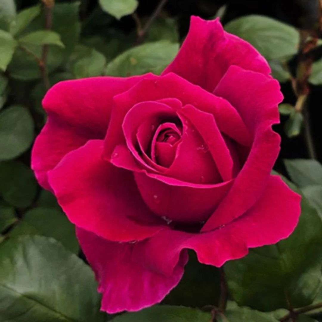 🌹 The Journey of a Rose at Lumpy’s 🌹