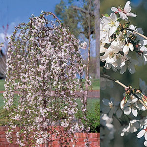 🍂 Ornamental & Weeping Deciduous Trees Just In at Lumpy’s Nursery!